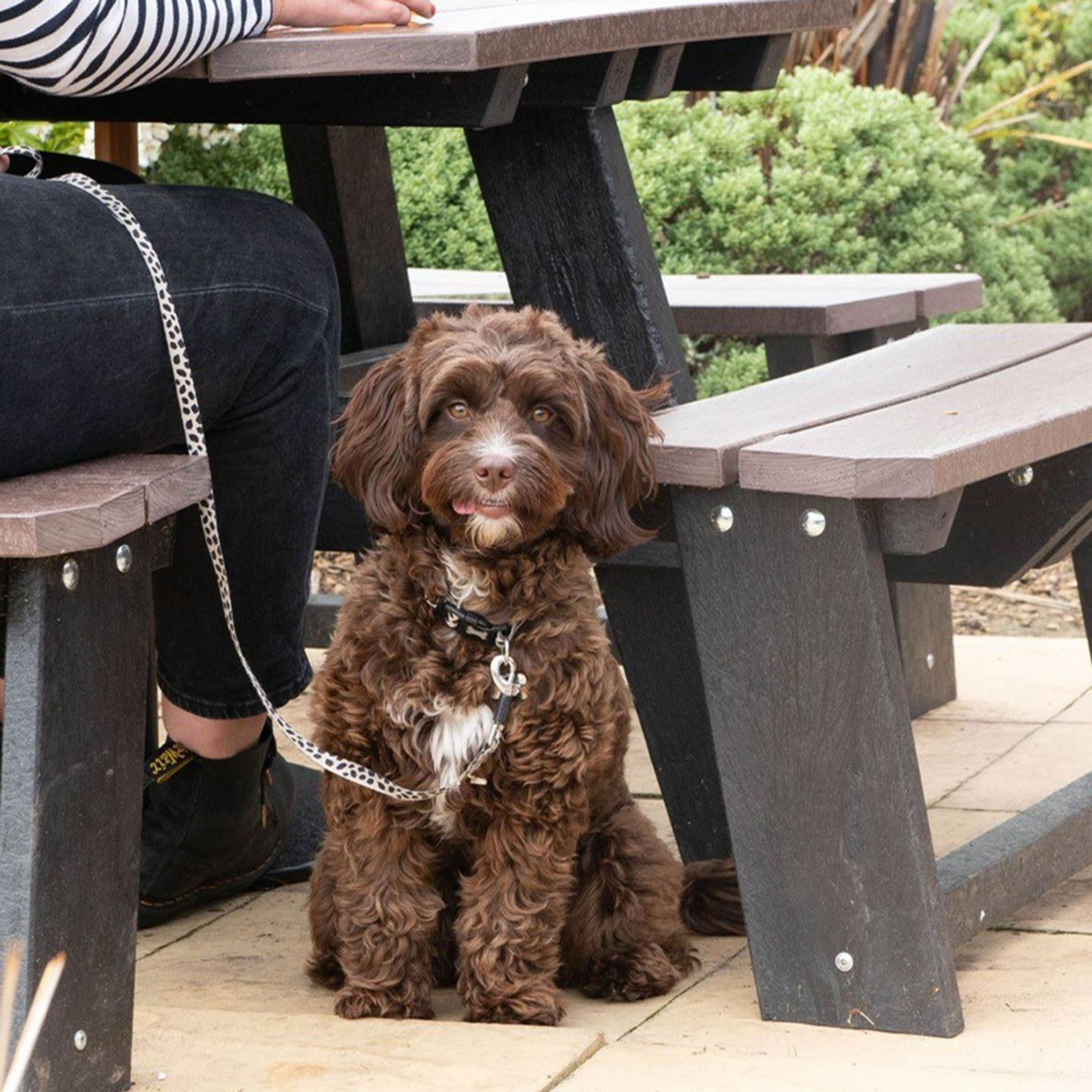 Your local dog friendly pub in Billericay